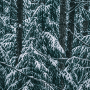 A dense winter forest with snow-covered evergreen trees and dark tree trunks. Silver Mountain Candle.