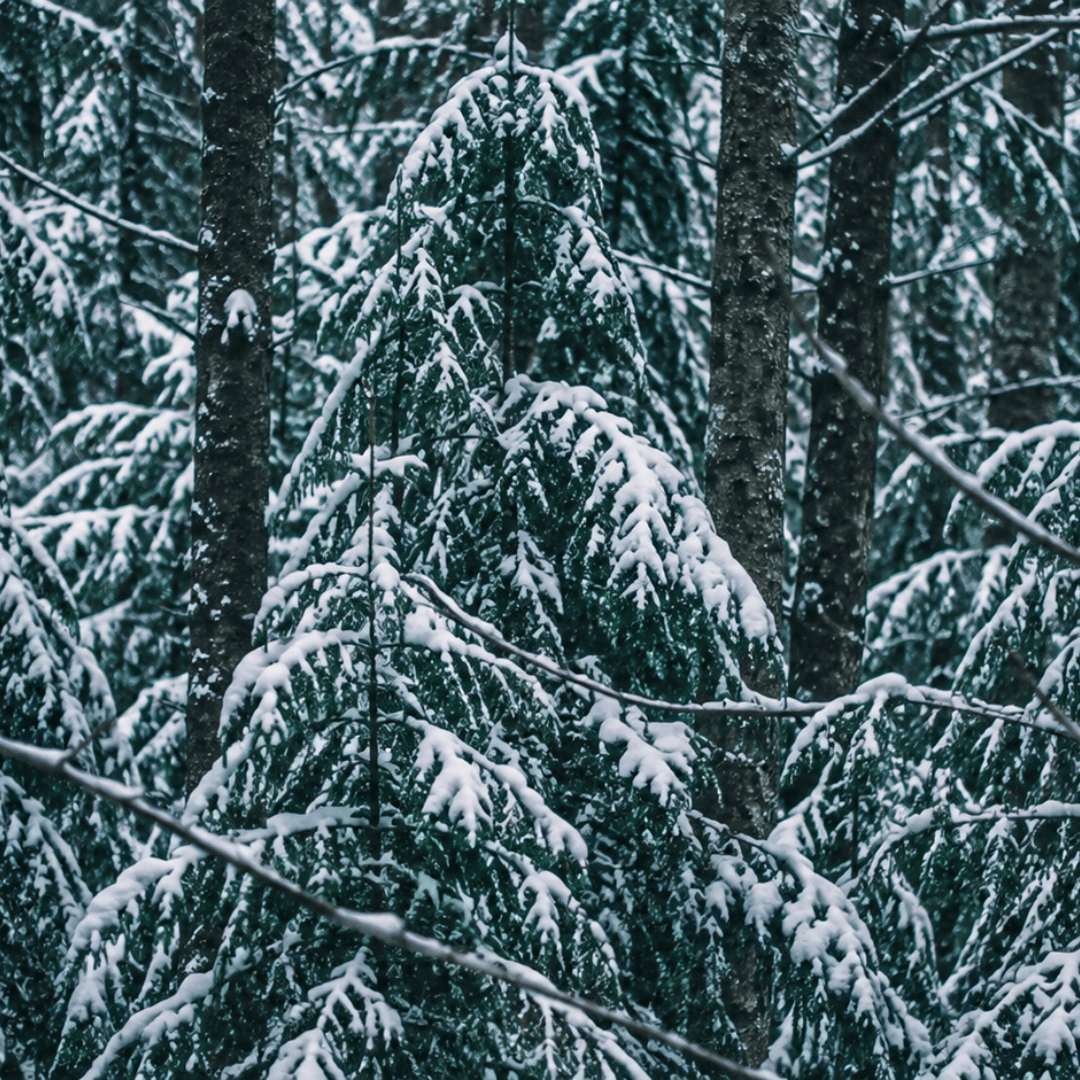 A dense winter forest with snow-covered evergreen trees and dark tree trunks. Silver Mountain Candle.